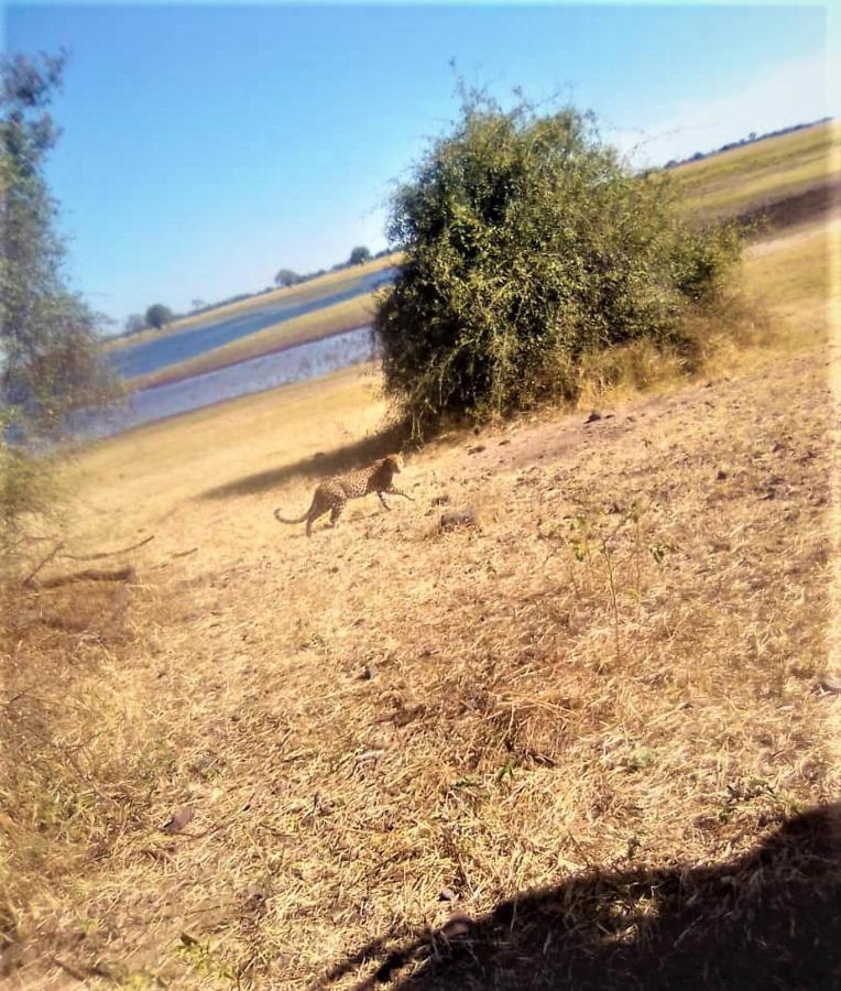 Xhabe Safari Lodge Chobe Muchenje Luaran gambar