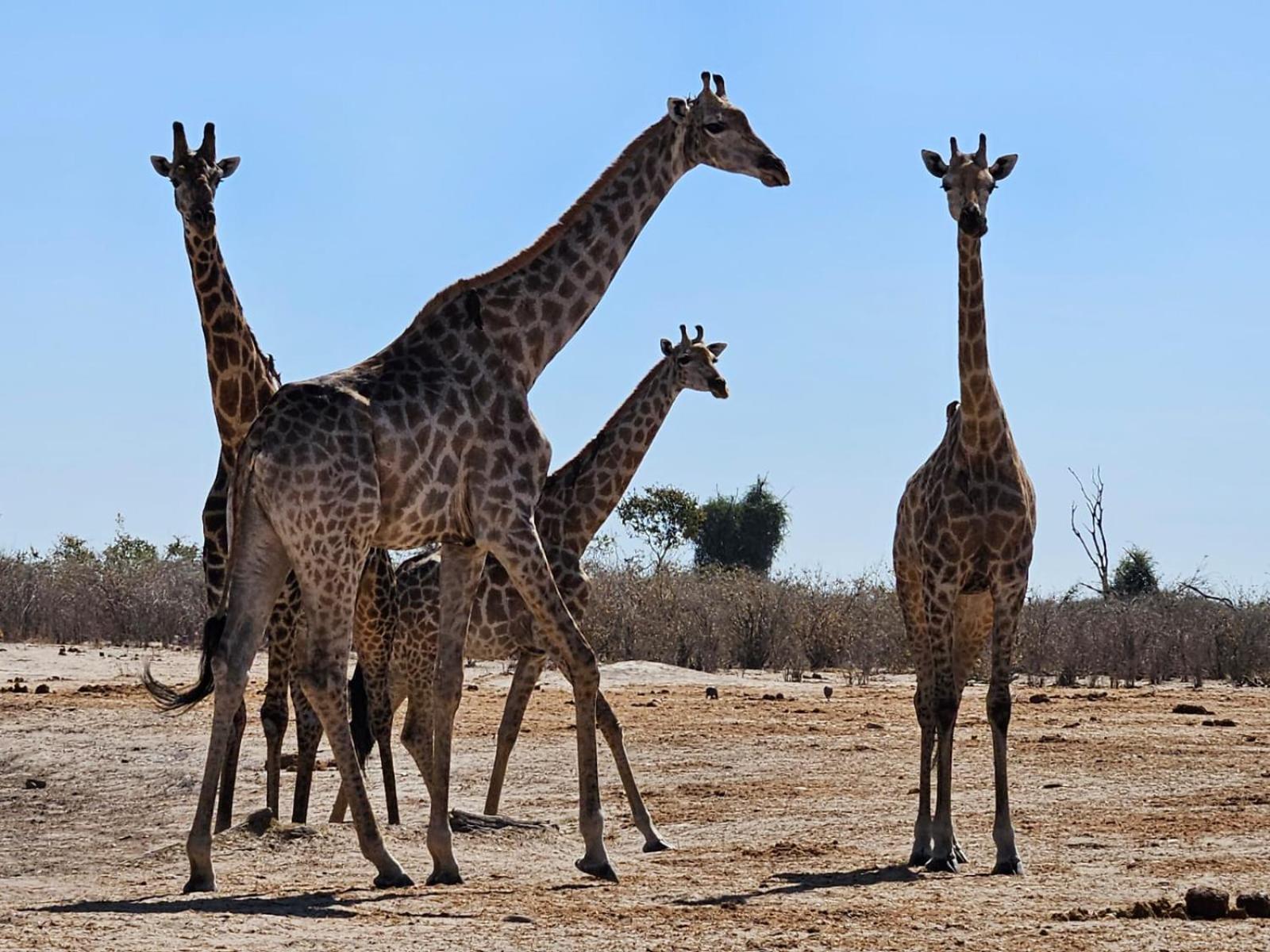 Xhabe Safari Lodge Chobe Muchenje Luaran gambar